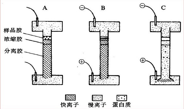 91视频污污污电泳过程